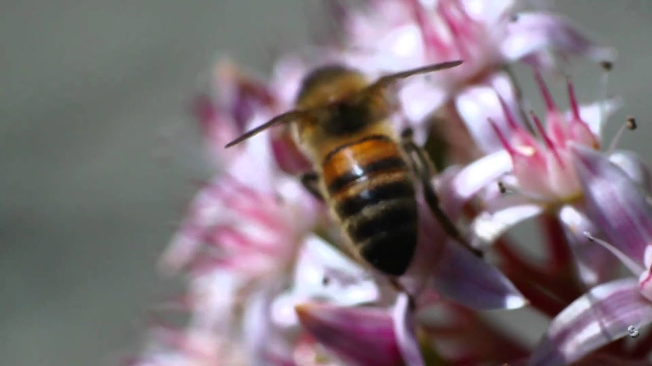 Sony A33 + Kiron 105/2.8 macro