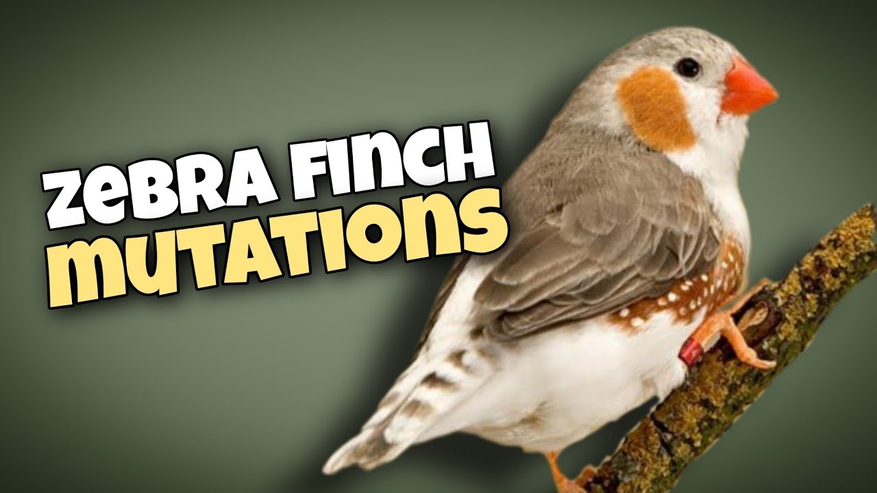 Stunning Zebra Finch Mutations