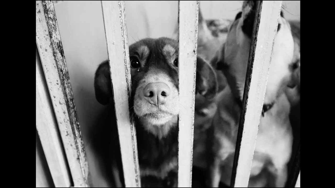 Marcel Kapteijn - Dog Left In The Rain (Clip)