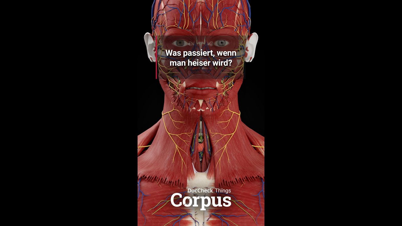 Corpus StudyBuddy: Was passiert bei Heiserkeit?