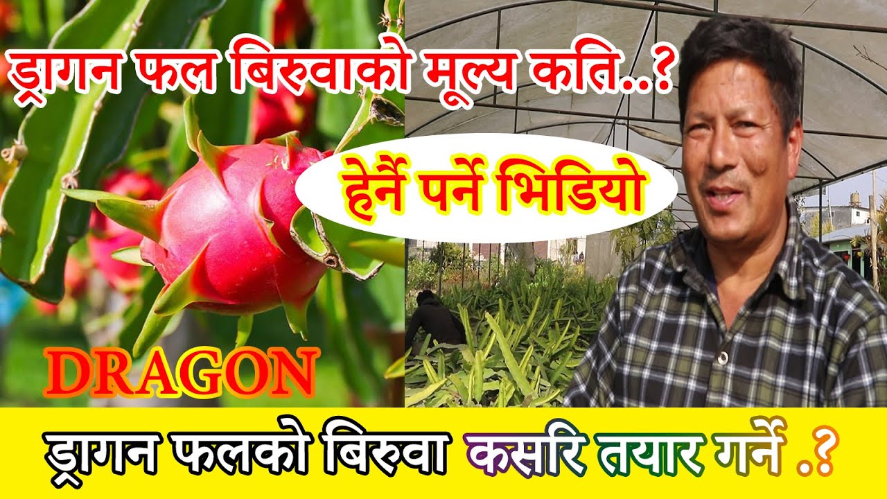 Dragon Fruit ड्राइगन  फलको बिरुवाको मुल्य कति..? हेर्नोस.. आफैँले पनि उत्पादन गर्न  सकिन्छ बिरुवा.।