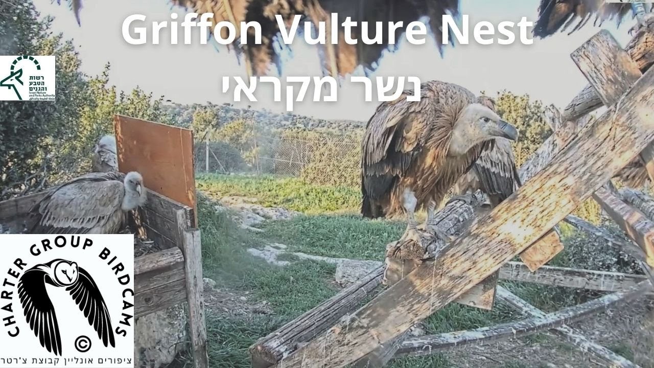 LIVE Griffon Vulture Nest Israel CAM|Israel Nat. and Parks Auth|The Charter Group of Wild. Eco