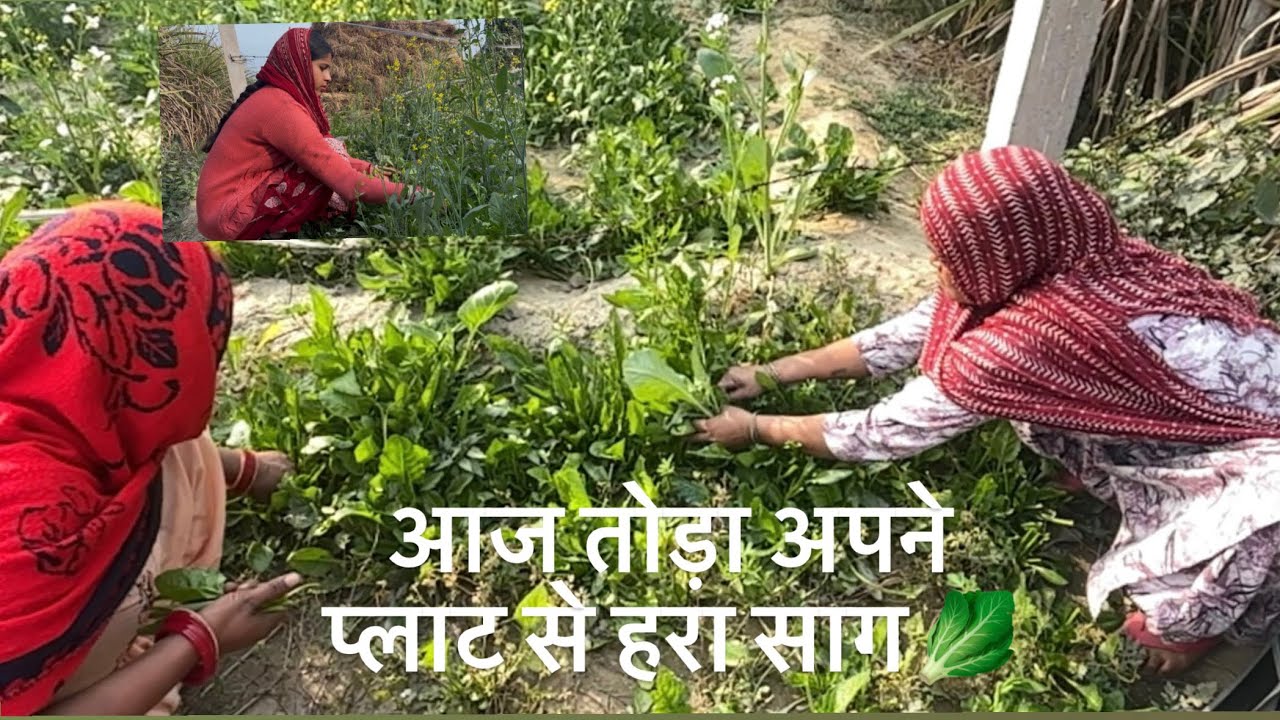 आज तोड़ा अपने प्लाट से हरा साग 🥬#desivlog#desiculture#vlog#likeforlikes#viralvideos#youtube#support 
