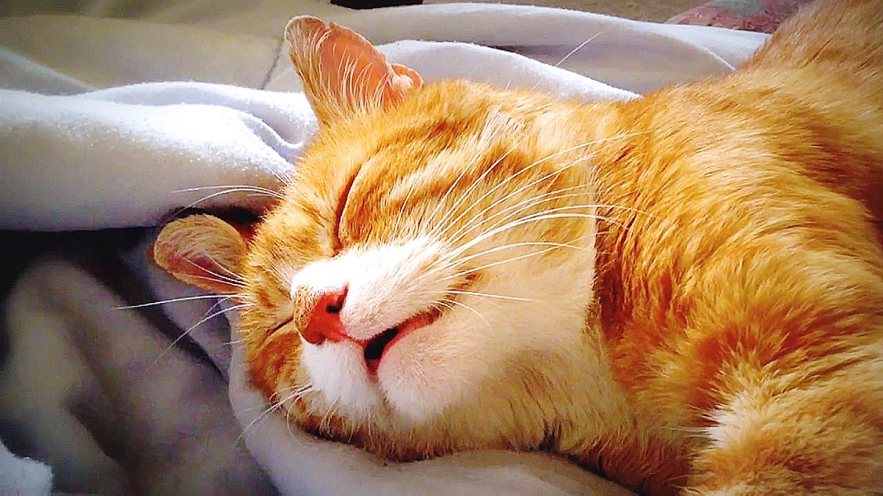 ЛУЧШАЯ ПОДБОРКА СМЕШНЫХ СПЯЩИХ КОТОВ. МИЛОТА! 🌼💤