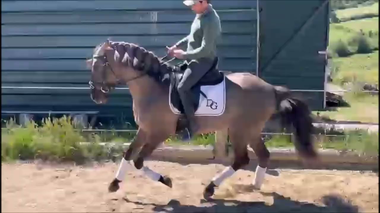 Nr. 242 Barocker Mausfalbe, Grullo, Working Equitation!