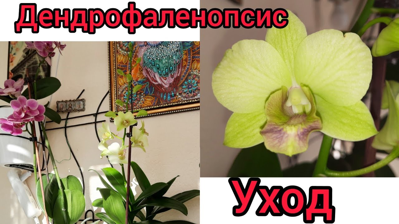 Орхидеи. Мой уход за дендробиумом фаленопсис.  Домашнее цветение. Лето. 05.08.2020г
