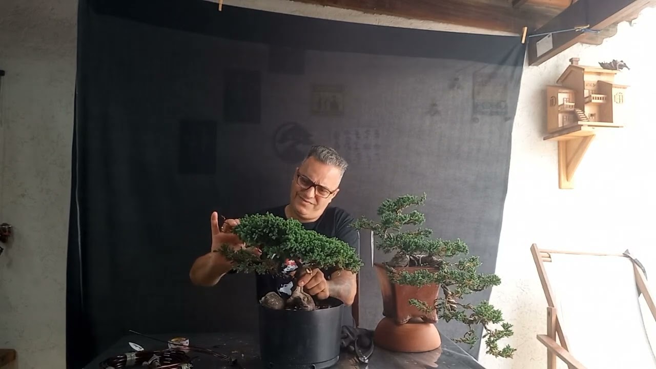 Bonsai juníperus horizontales tuia jacaré, movimento de tronco, @wanderramos,  zap 34 99791-9101 