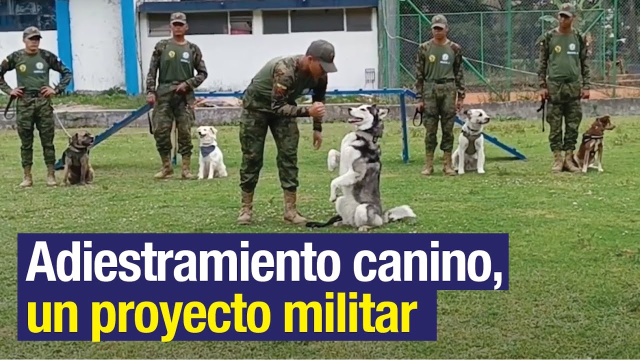 Adiestramiento canino, un proyecto militar
