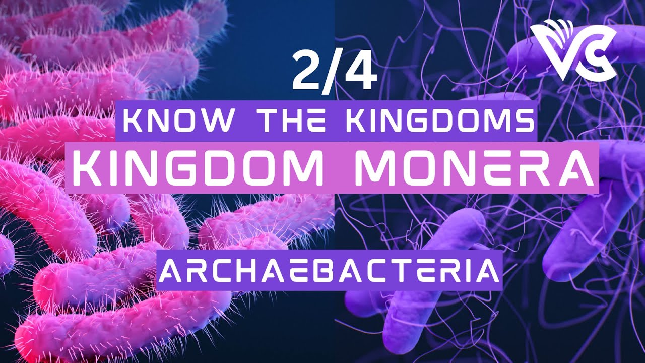 Archaebacteria #bacteria #taxonomy #archebacteria #monera #kingdom #podcast