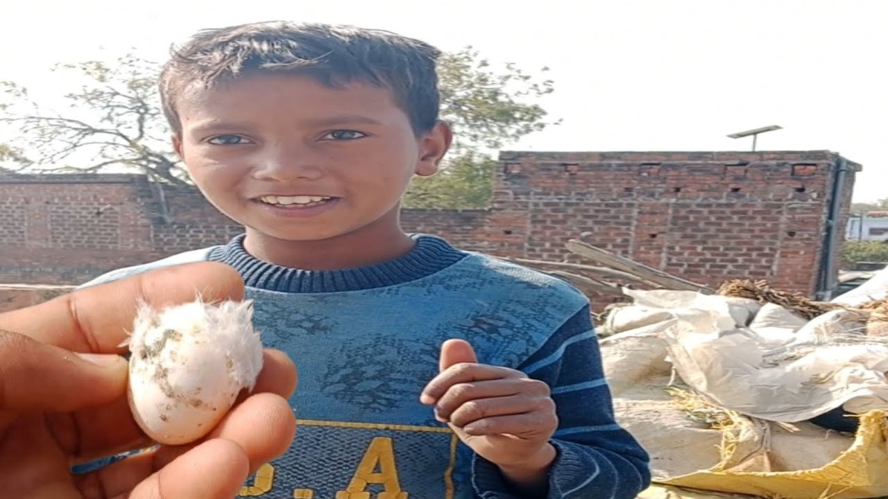 कबूतर बहुत सारे || कबूतर का अंडा कैसा होता है ||लाल कबूतर कैसा होता है