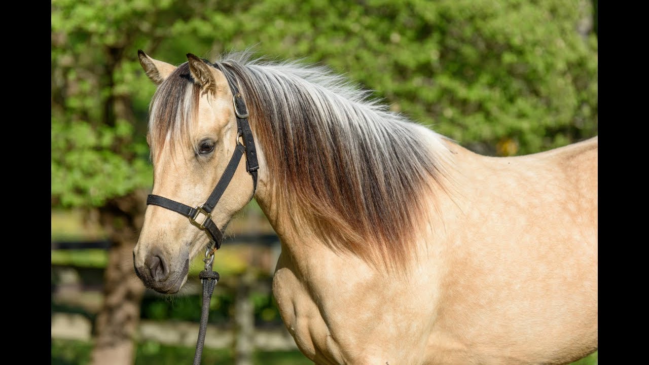 Communicating with Your Horse Using Your Voice // Horse Training Tips with Deanna Corby Dressage