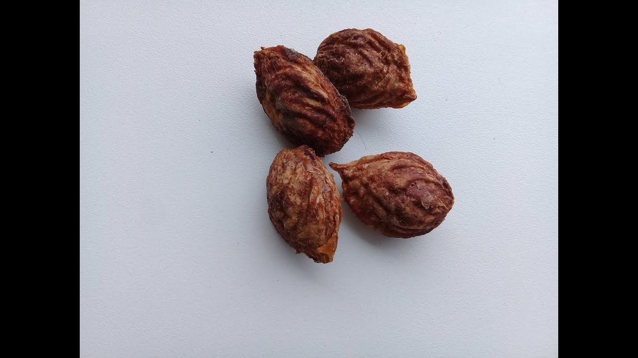 Dos formas de Germinar el Durazno desde la Extracción de la Semilla