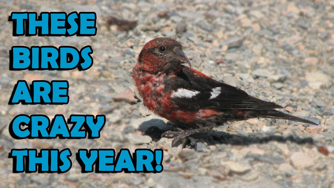 Crazy Maine Finches