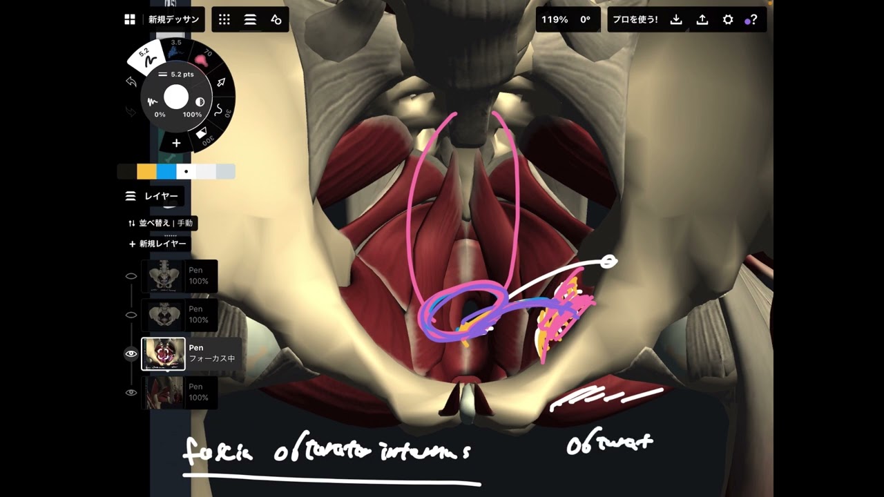 Myofascial connection between uterus and hip muscles