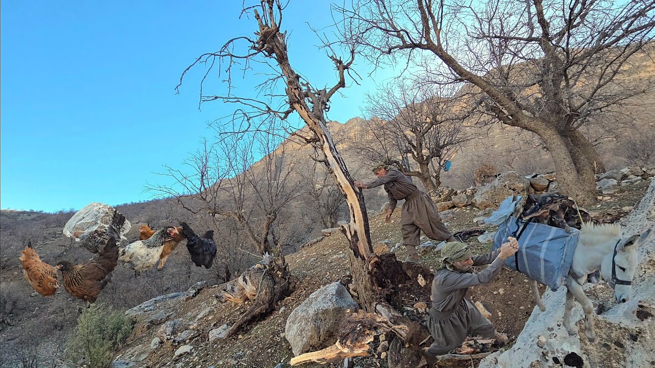 Mountain Survival: The Art of Gathering Firewood and Coping with Extreme Cold in Oak Forests