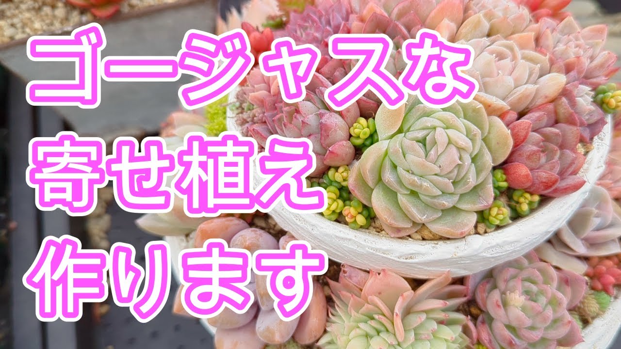 【多肉植物】【寄せ植え】簡単！2段重ねの寄せ植え作ります