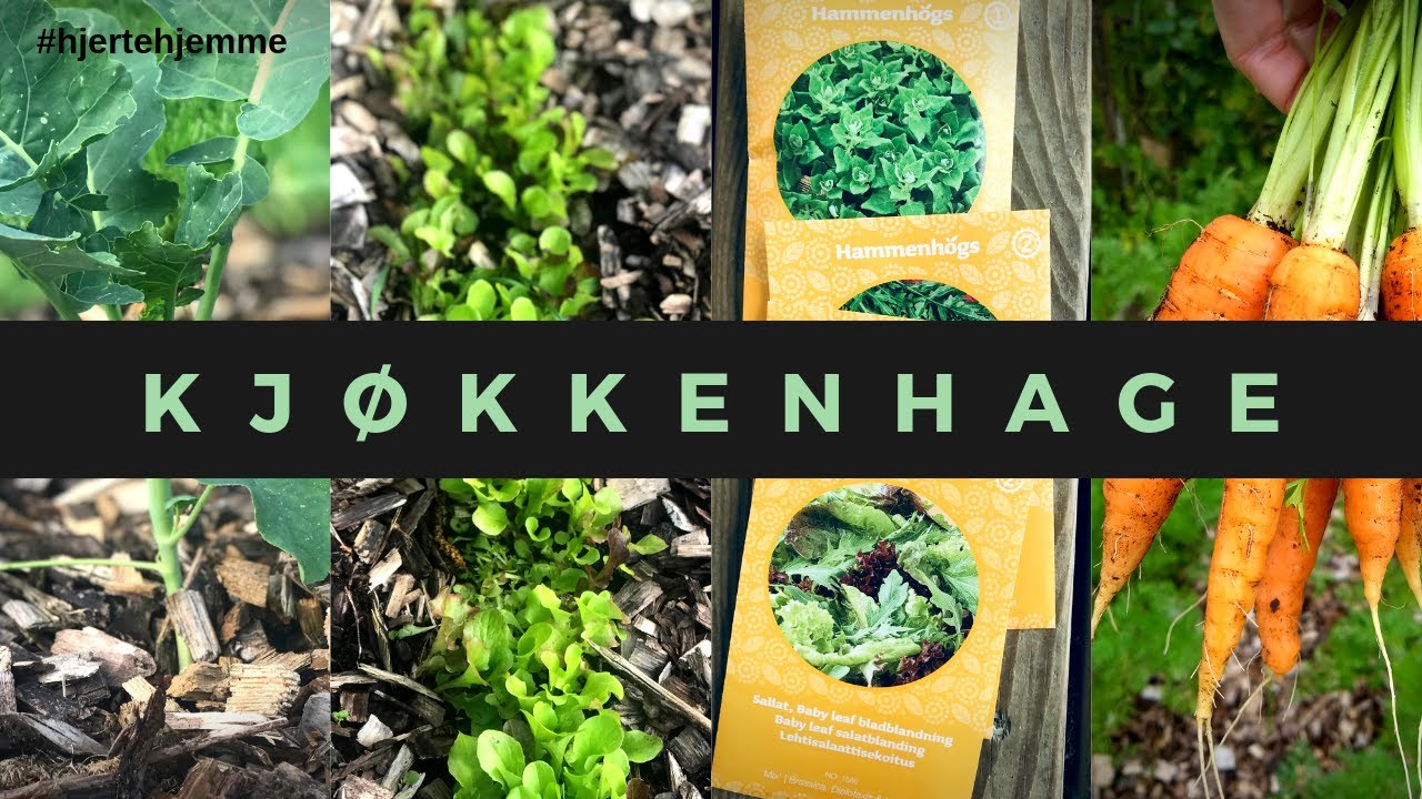 🌱HVORDAN SÅ FRØ OG LAGE KJØKKENHAGE (uten drivhus) | 🌿Dyrke grønnsaker i pallekarmer