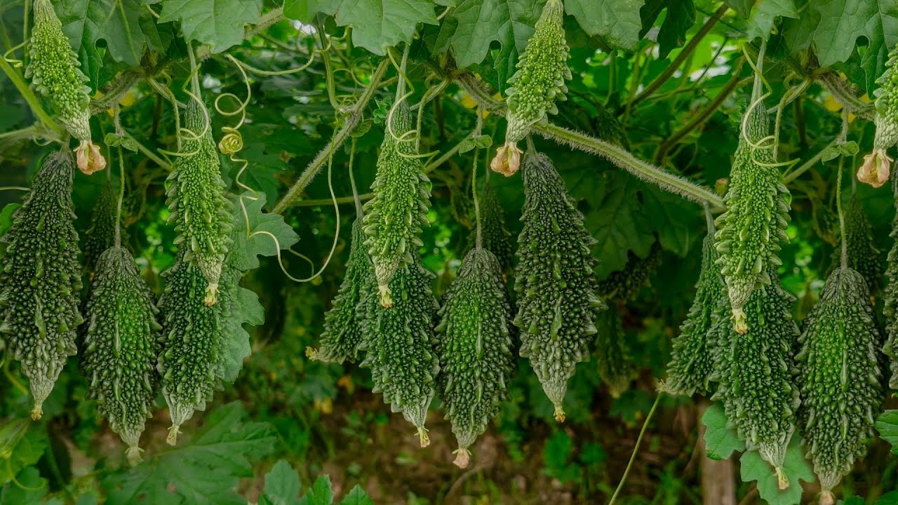 Bitter gourd 🌱 Rashmika 🌱 @hs6667 #agriculture #seeds #seeds #garden #india #organic #YouTube