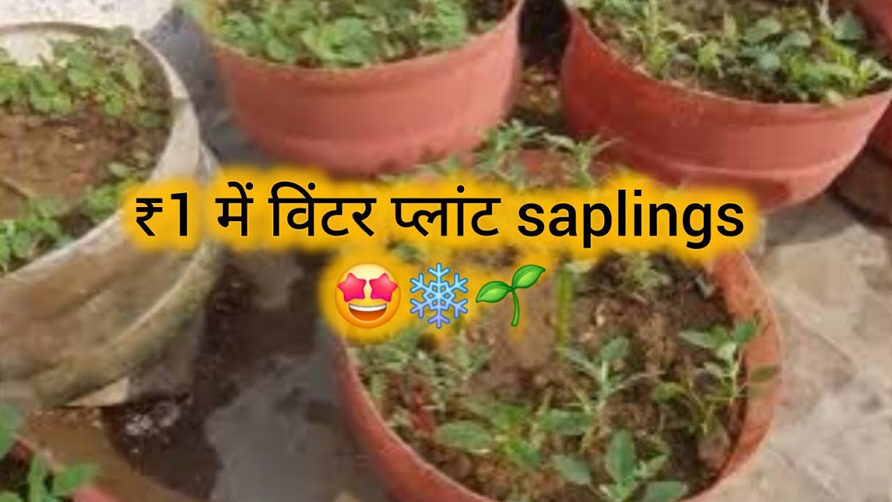 Winter Plant Sapling Shopping for only ₹1 🤩💐🌸 | Government Nursery 😍 #garden #shopping #plants
