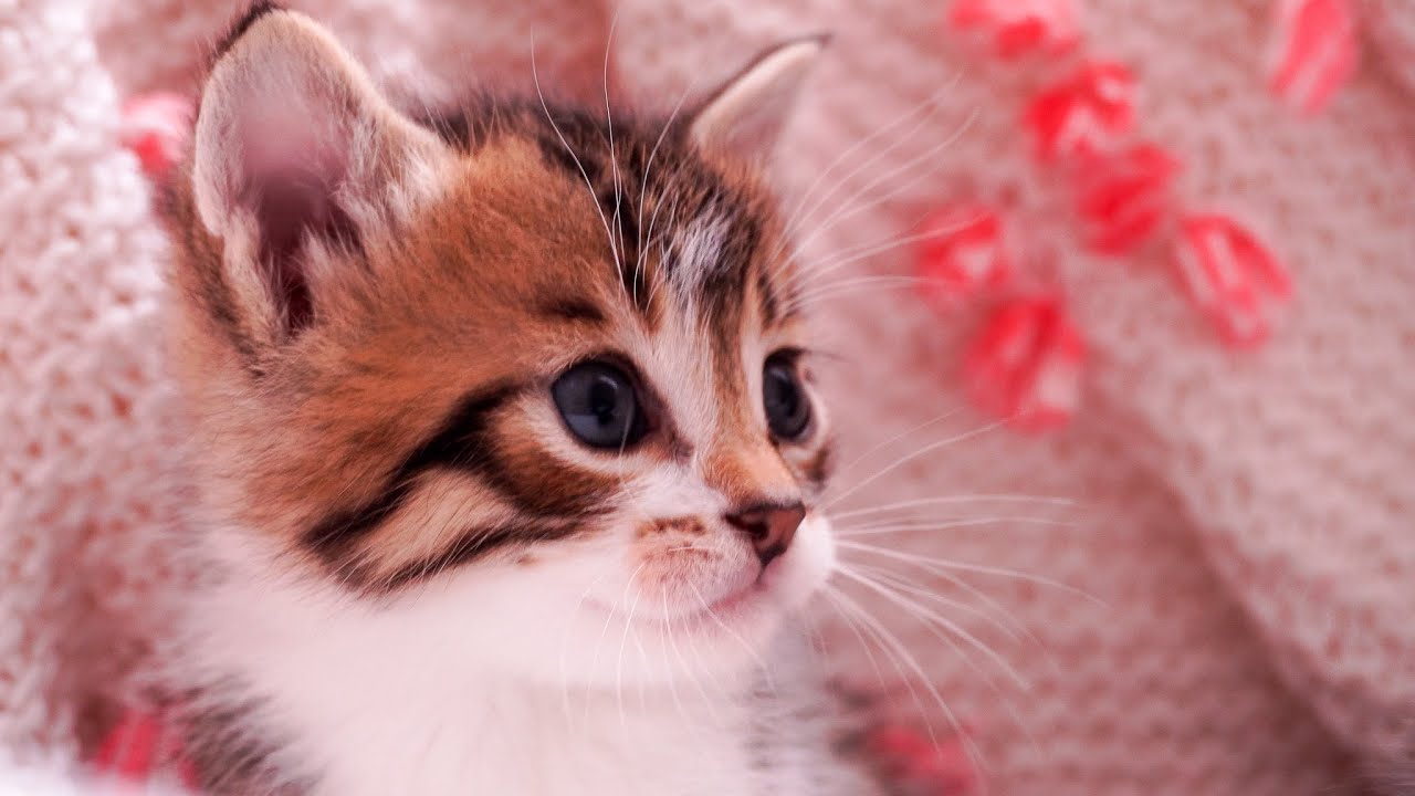 Ger&ccedil;ek Kedi Sesi -  Yavru Kediler Anne Kediyi &Ccedil;ağırıyor - Anne Kedi Sesi ile Sakinleştiriyor