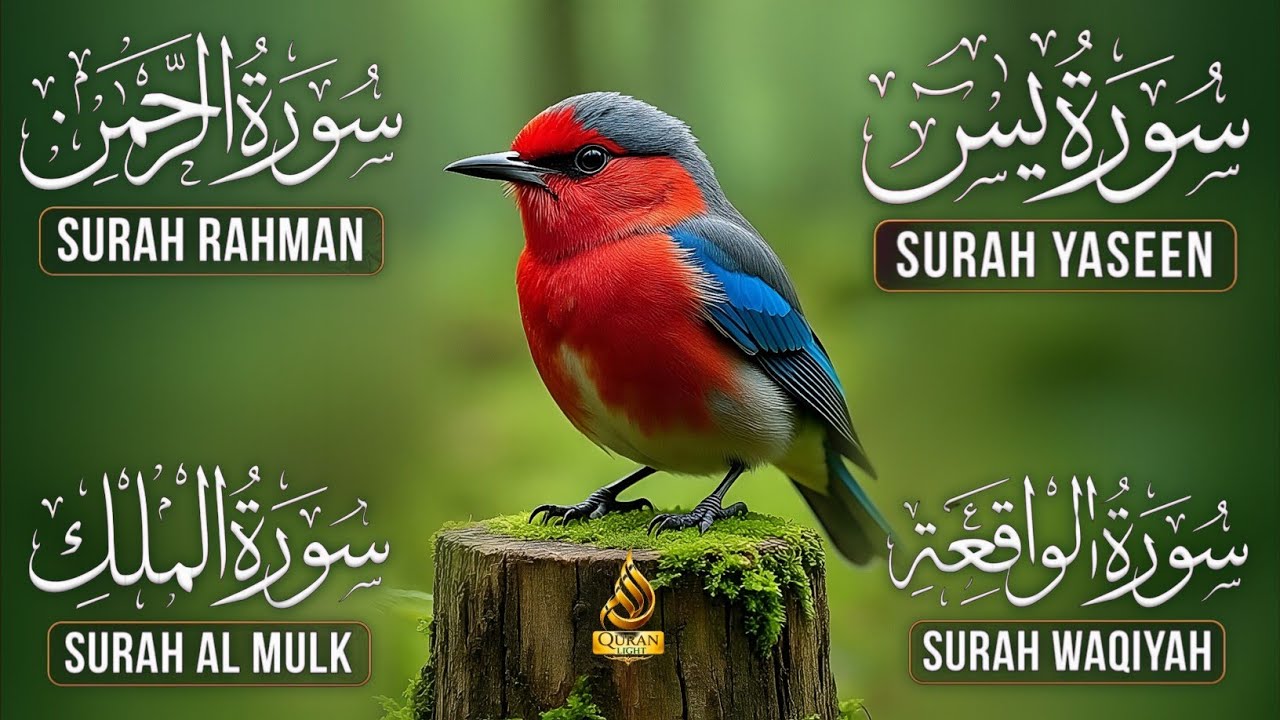 Surah Yasin | Surah Rahman | Surah Waqia | Surah Mulk | Full HD | Quran Hour | Alaa Aqel