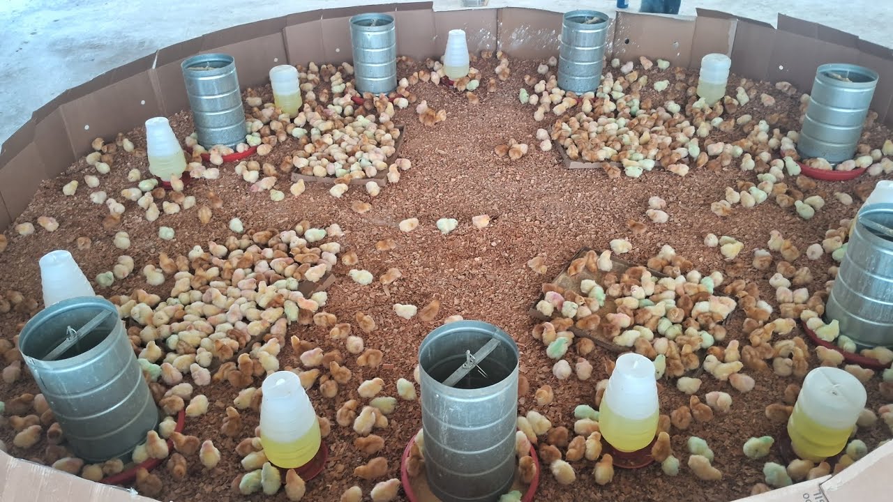 CHEGOU 1.100 PINTAINHAS PARA NOSSA GRANJA VEJAM OS PRIMEIROS CUIDADOS 