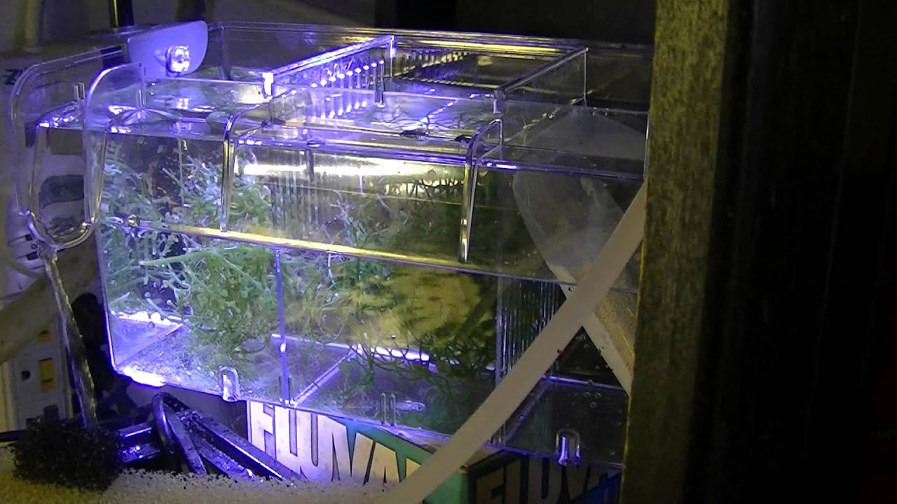 Finnex hang on refugium & LED light review!