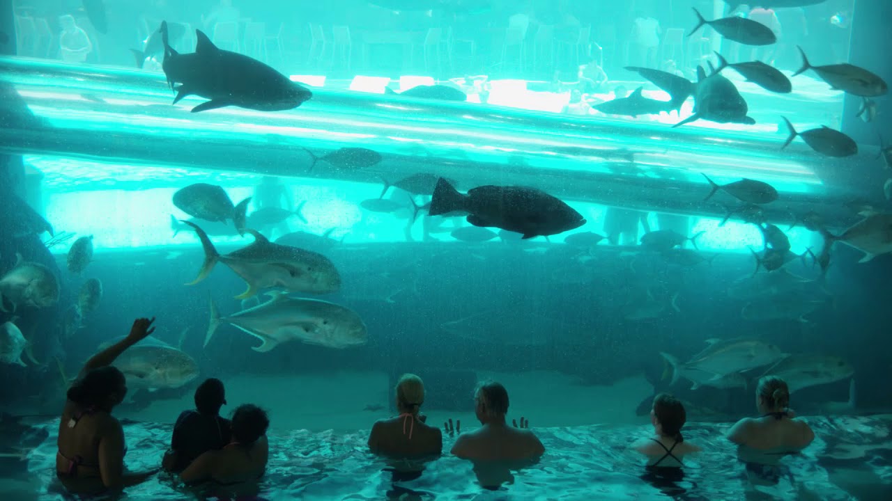 Golden Nugget Pools - The Tank & Hideout