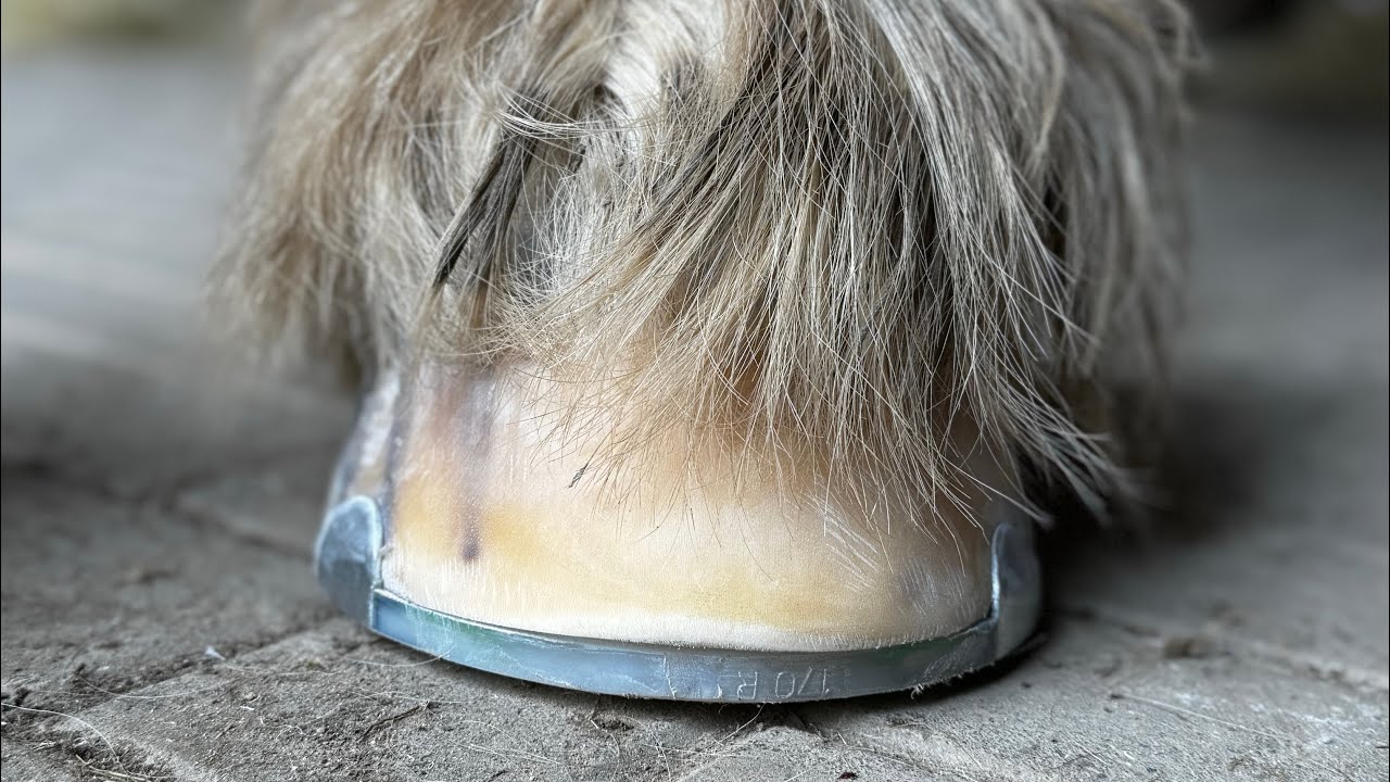 Hooftrimming Drafthorse