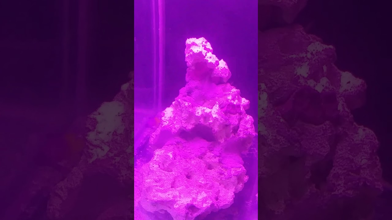 update on reef tank and crab