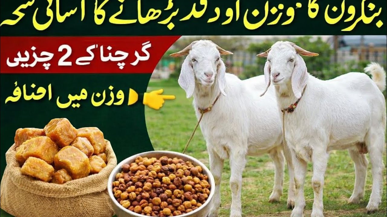 بکروں کا وزن اور قد بڑھانے کا آسان دیسی نسخہ | گُڑ چنا کے ساتھ 2 چیزیں goat#