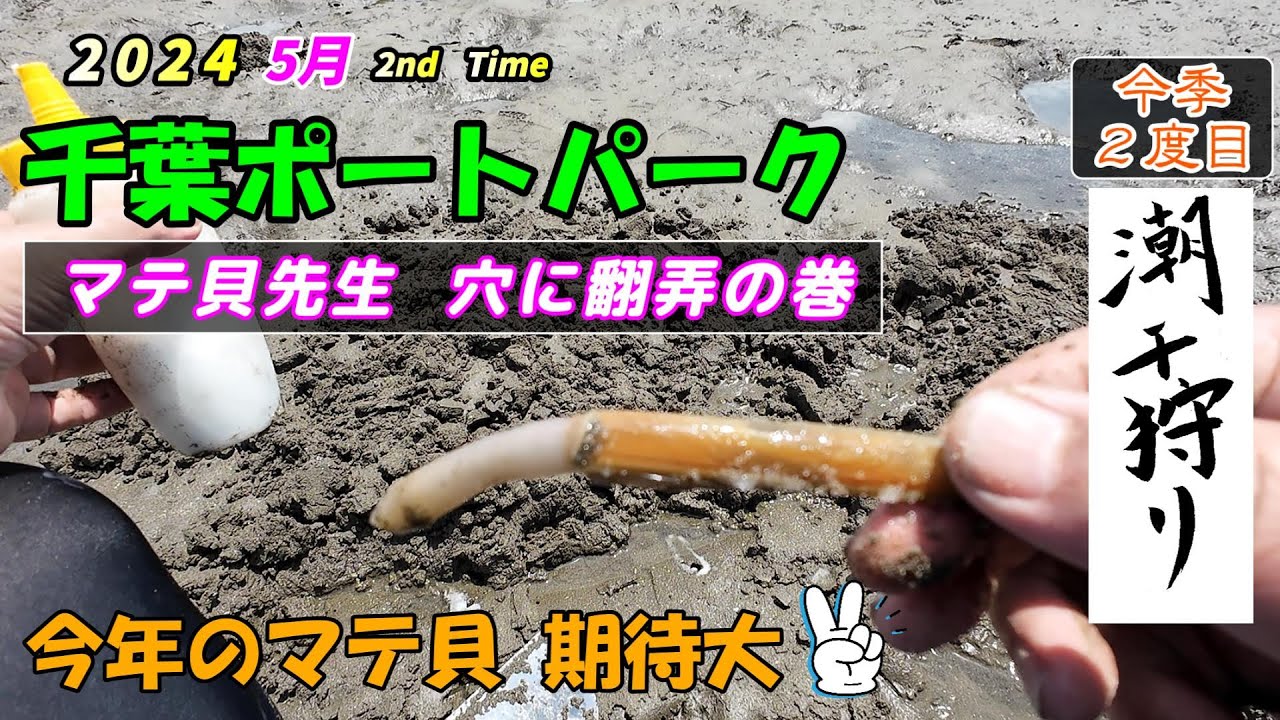 【潮干狩り】千葉ポートパーク  5月 マテ貝 今年は採れますよ！ 千葉港 2nd time 2024