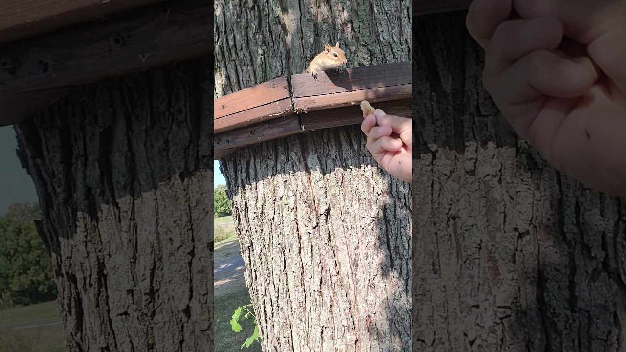 PH IN BOOMER'S FEEDER BUT SHE'S TAKING PEANUTS !!! #chipmunk #peanuthater #funny #unusual #wildlife