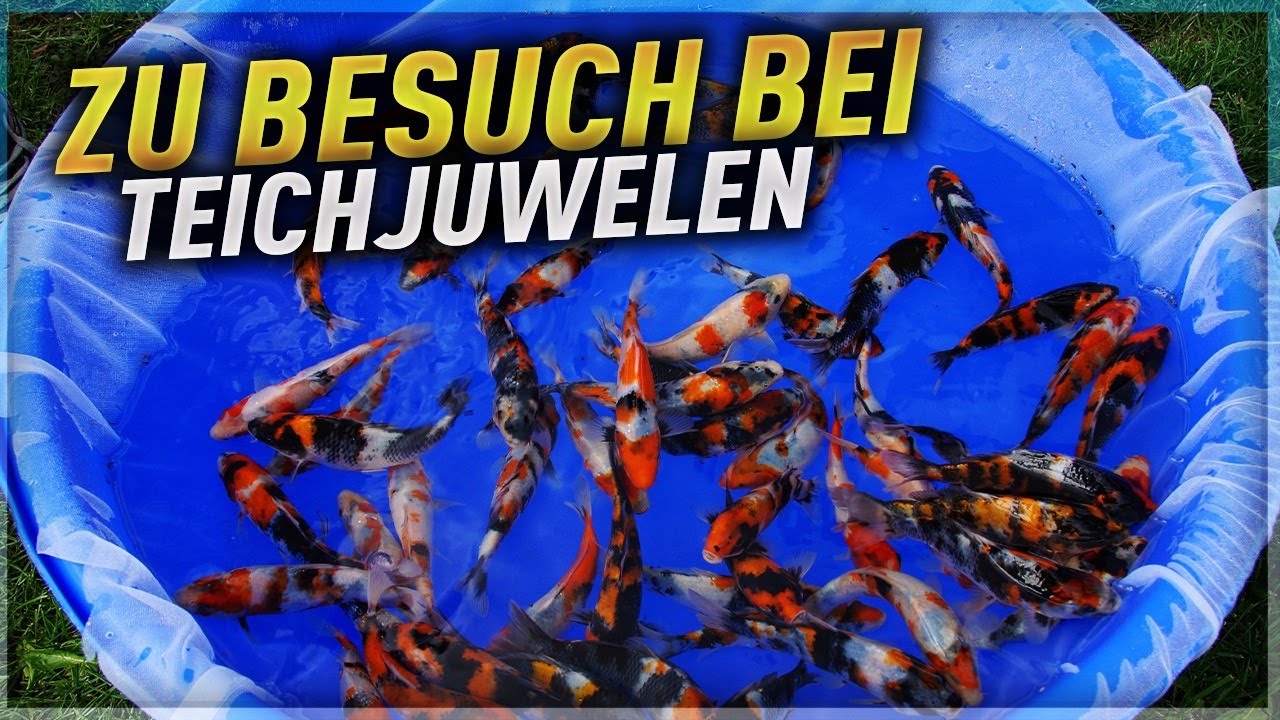 Koiteichblog [88] ★ Qualitätskoi von Teichjuwelen aus Bayern