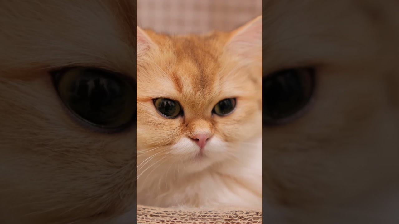 Real Cat Purring Real Relax Real ASMR #CatPurring #RelaxingCatSounds #SleepAidASMR