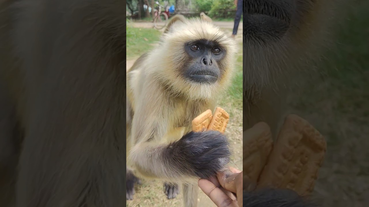 Hanuman 🌺🌺❤️❤️