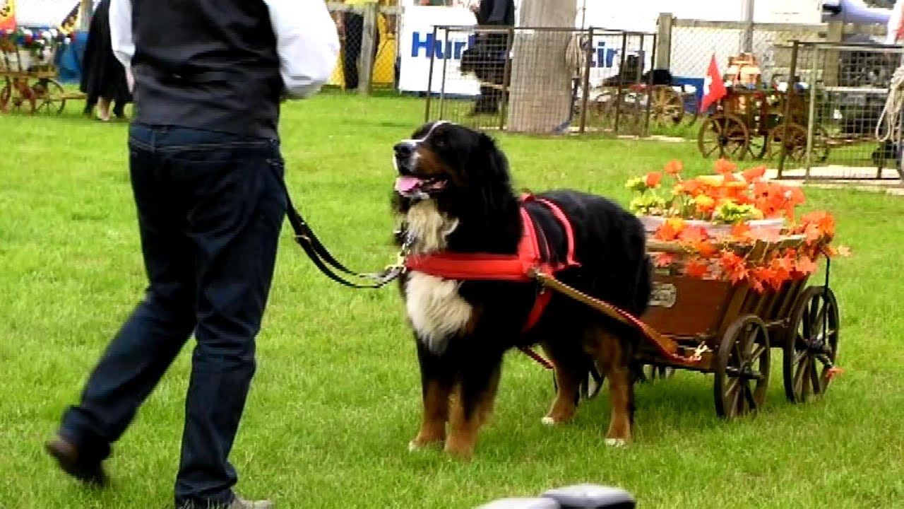 Bernese mountain dogs pull carts at the Royal county of Berkshire Show 2013 #dogs #cute