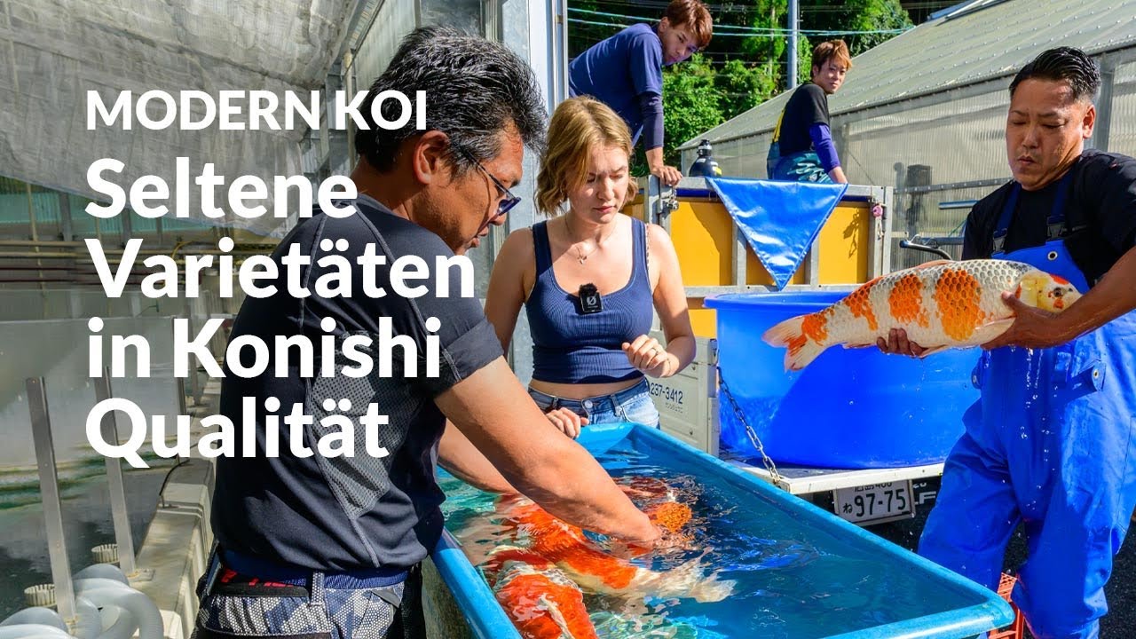Die Verkaufskoi aus Hongou Ue/Shita | Modern Koi Blog Japan #7867