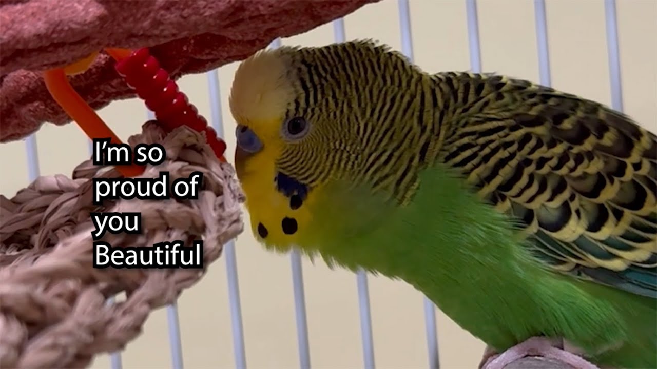 I'm So Proud of You! Beautiful! - Boba the Budgie - Talking Parakeet