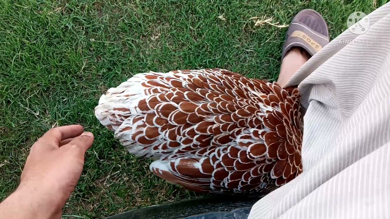 Interesting Hen || Dilchasp Murghi