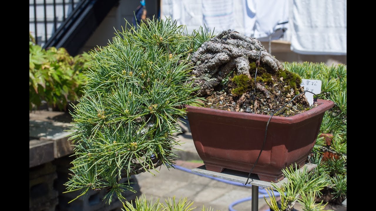 Shohin Bonsai Syoukaen Collection - Part 1