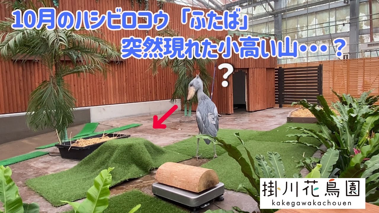 【掛川花鳥園公式】10月のハシビロコウ「ふたば」　好奇心くすぐる小高い山