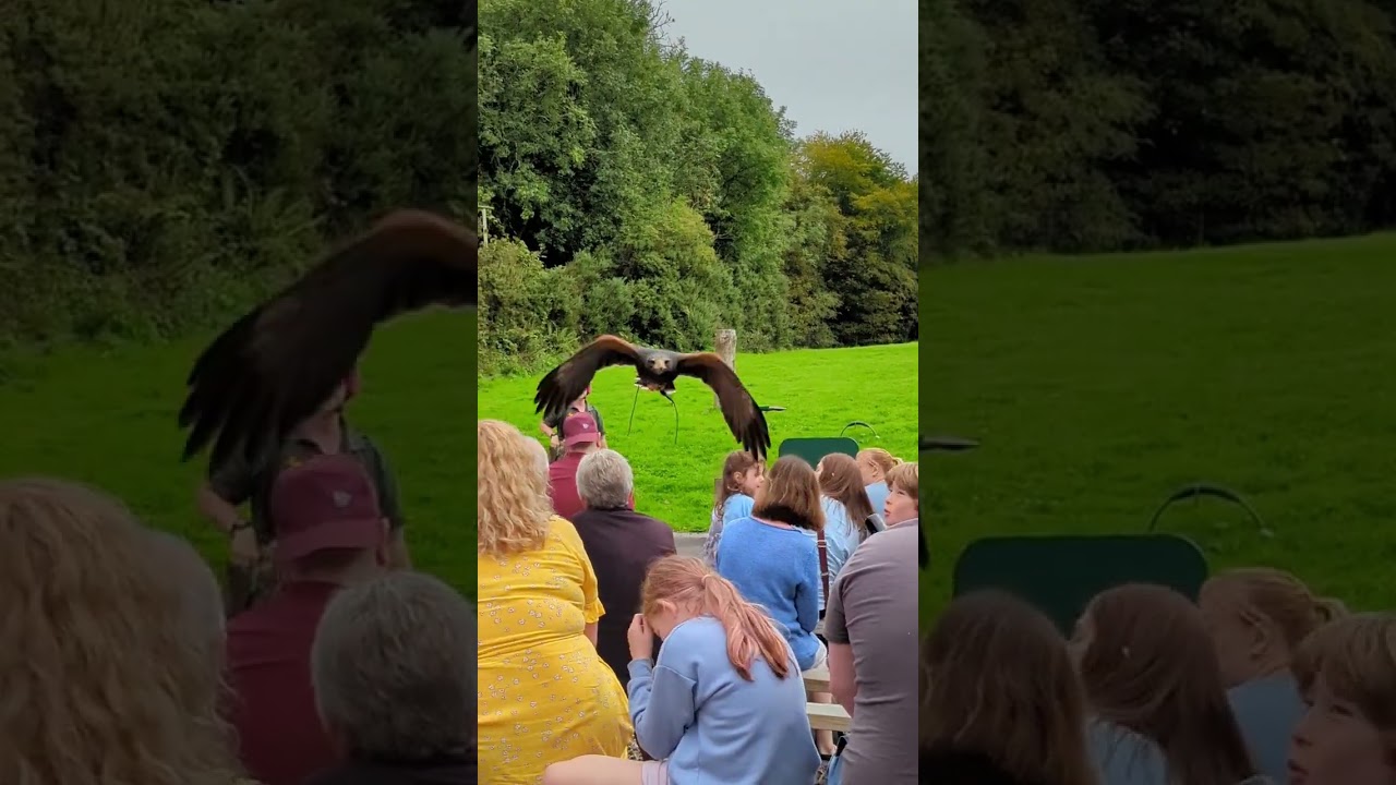 Bird of prey display at @woodlandsleisurepark is amazing. #birdofprey #bird #birds  #woodlands