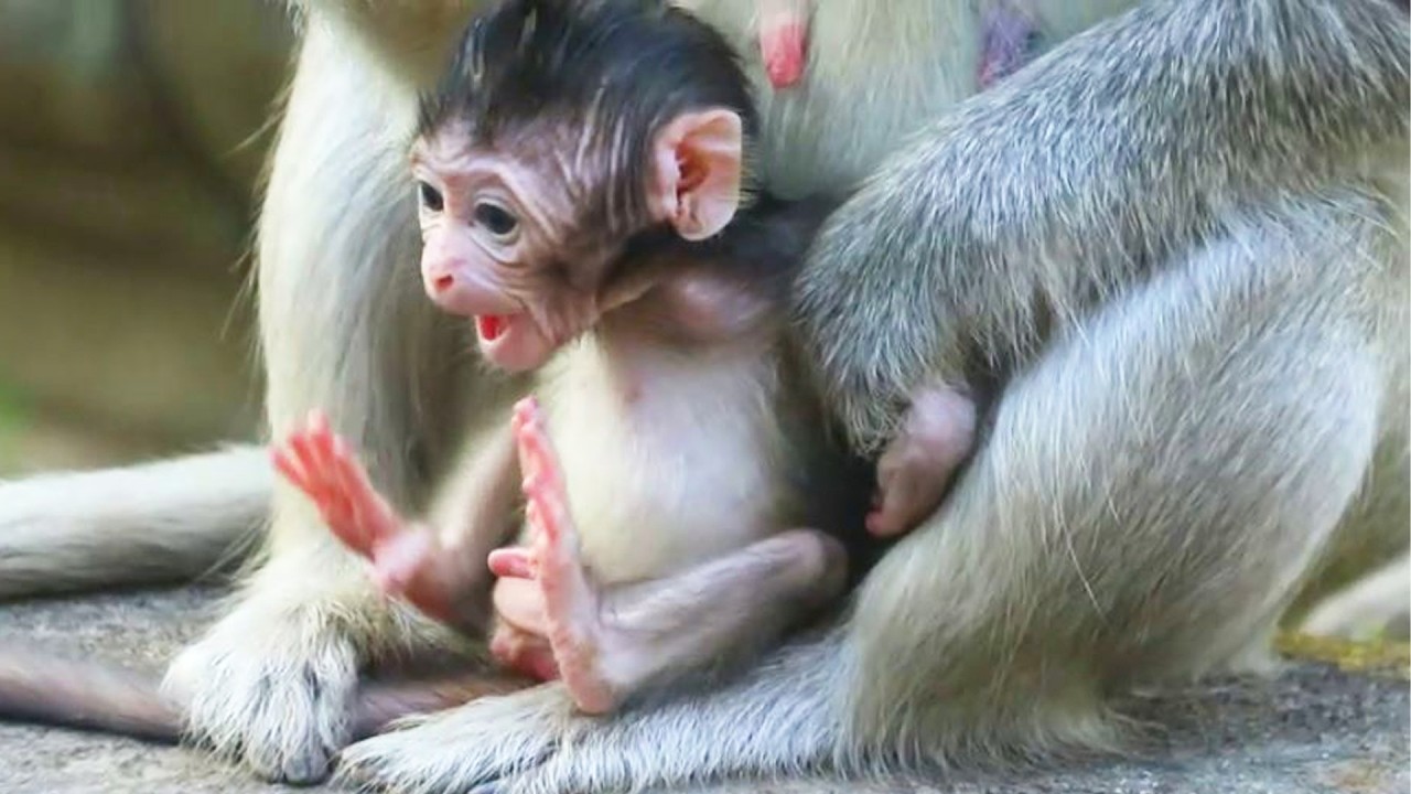 New Born Wake up after Get Milk from Mama Ellen then Looking around on Mar 15, 2026/Vs.6k208.Ambers