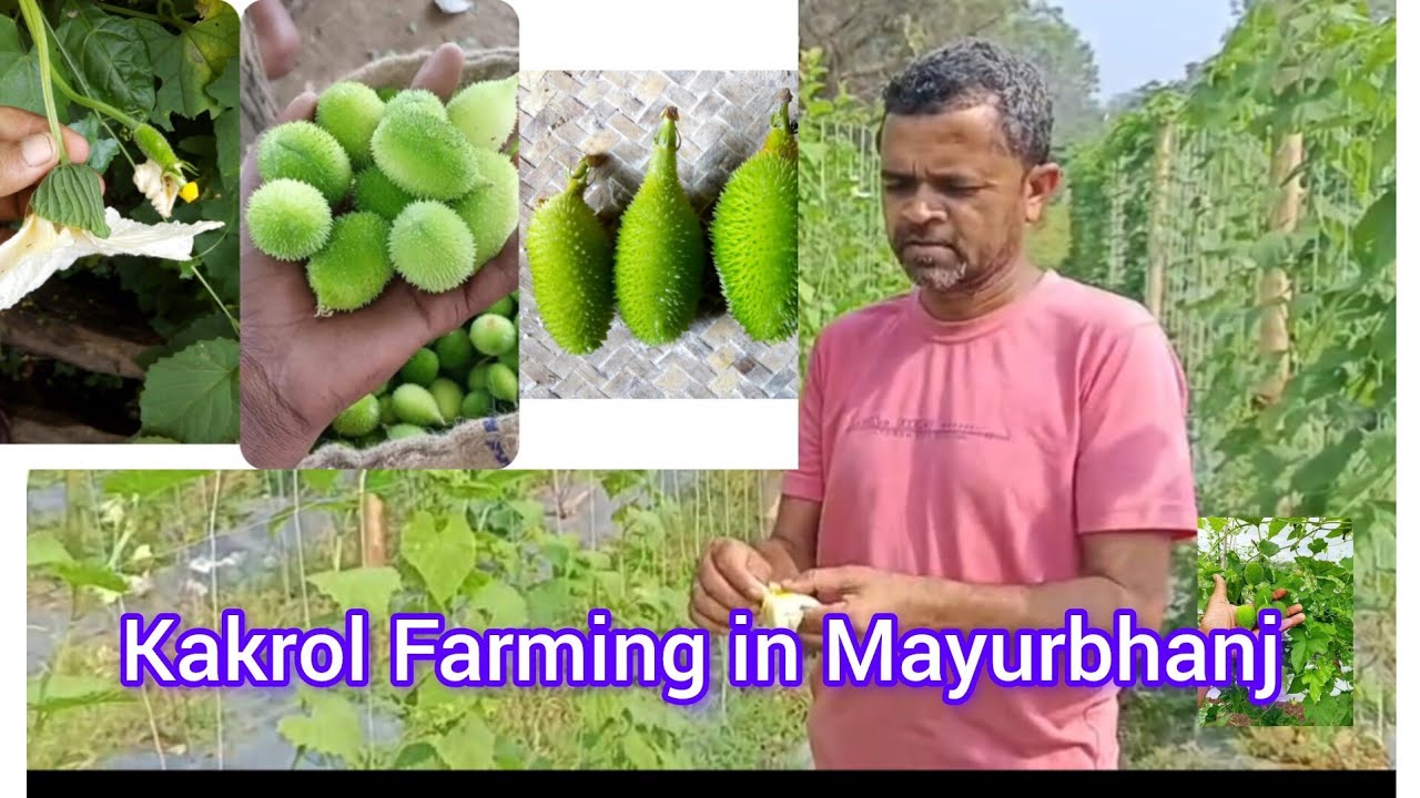 Success story of Prahlad Mohanta (Kakrol Farming)  #agriculture#farming #income#odisha