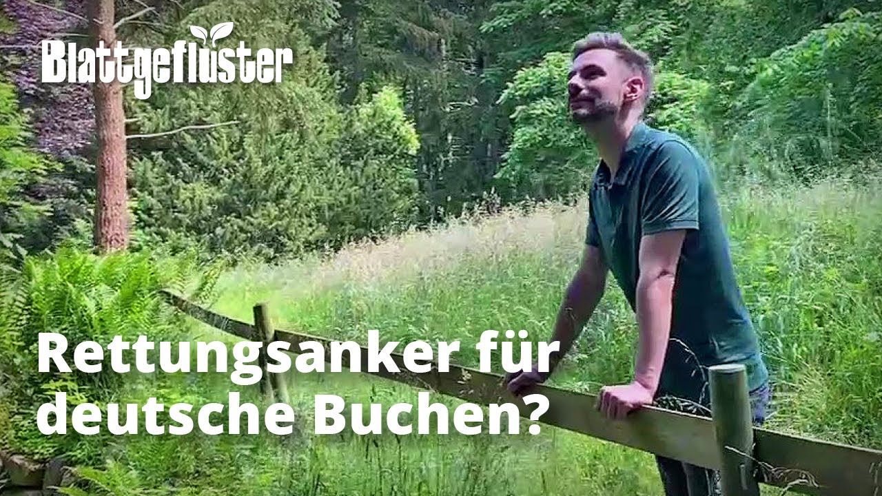 Der Rettungsanker für unsere heimischen Buchen