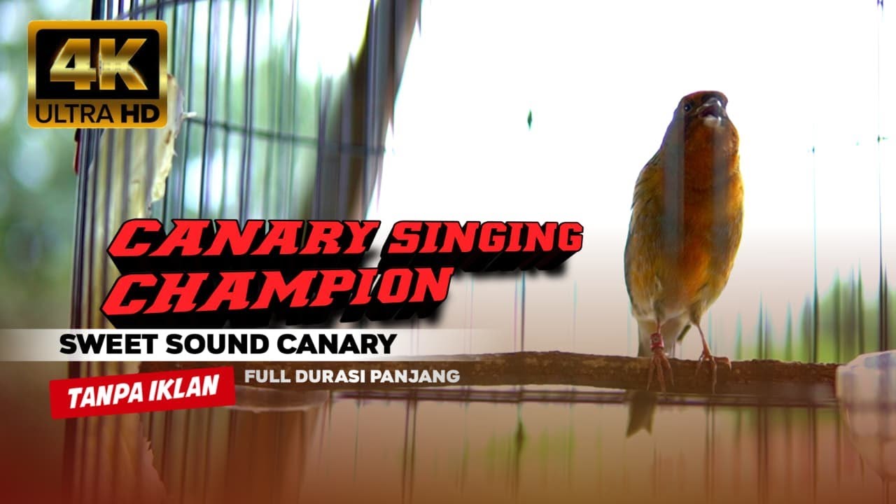 CANARY SINGING CHAMPION | KENARI DURASI PANJANG | TERAPI BURUNG KENARI MACET