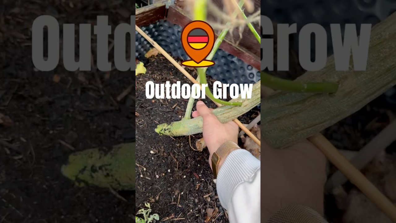 🇩🇪Outdoor Plants [ Blue Sunset Sherbert + Amnesia Pro ] #shorts #cannabiseducation #grow