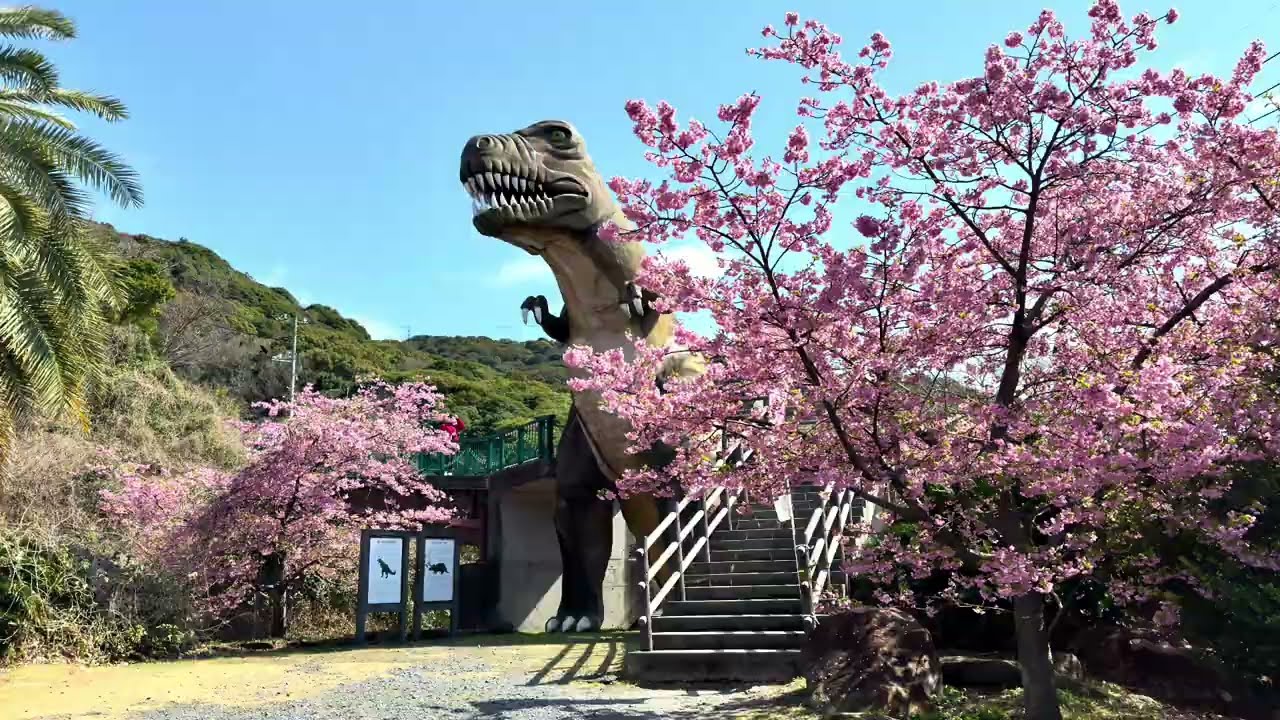 2026 山口県 桜咲く
