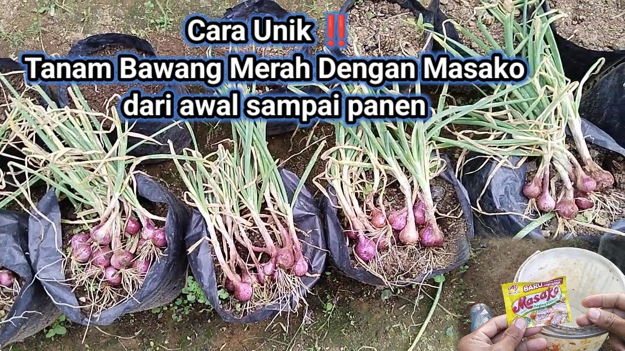 IDE JENIUS ‼️ Cara Tanam Bawang Merah Dengan Masako || Dari Awal Sampai Panen